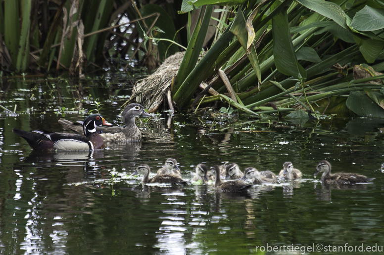 wood duck